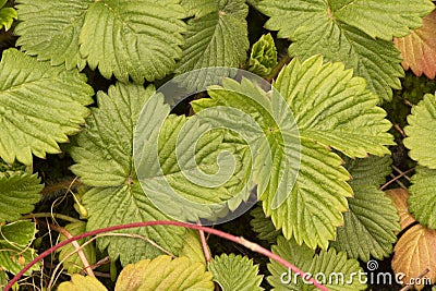Fragaria vesca wild strawberry, creeping plant with intense green leaves and marked nerves, red fruits with small prominences Stock Photo