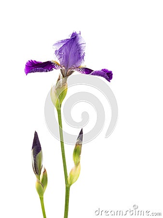 Purple flower and buds of iris Stock Photo