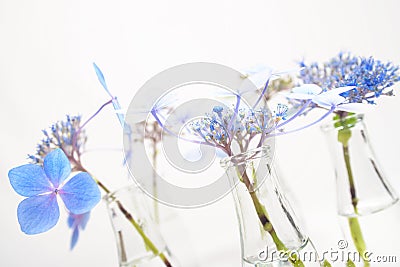 Fragile blue blossoms in transparent grass bottles Stock Photo