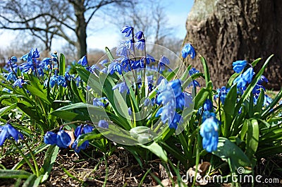 Fragile blue small spring flowers in park Stock Photo