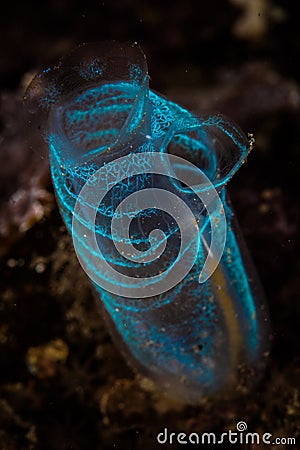 Fragile Blue Tunicate Growing on Coral Reef Stock Photo