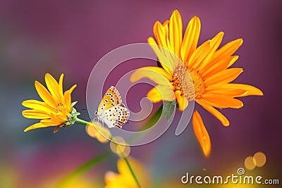 Fragile butterfly and yellow flowers in the garden. Summer creative image. Stock Photo