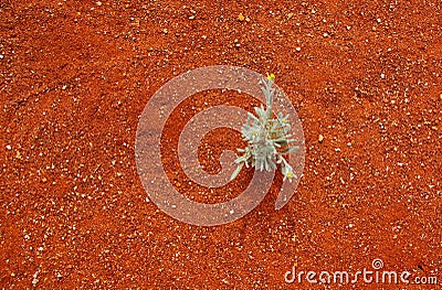 Fragile Life in a Harsh Desert Stock Photo