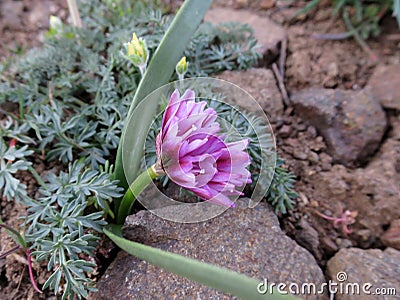 Fragile Onion - Allium scilloides Stock Photo