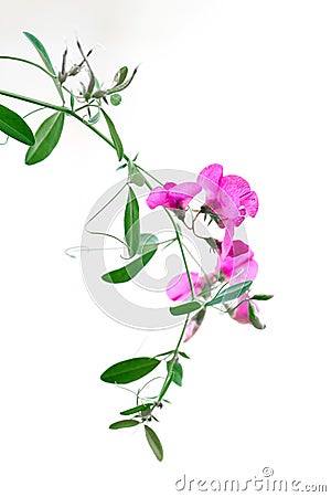 Fragile Pink Flower Isolated Stock Photo