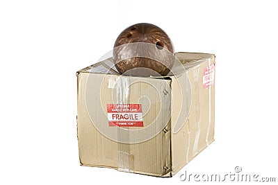 Fragile shipping box concept isolated on white Stock Photo