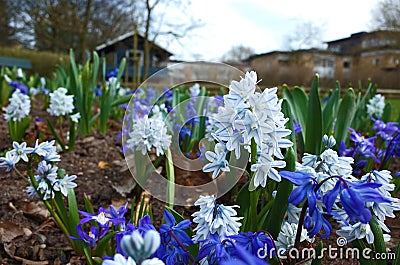 Fragile small spring flower Puschkinia Scilloides in city park Stock Photo