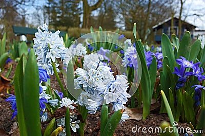 Fragile small spring flower Puschkinia Scilloides in city park in Helsingborg Stock Photo