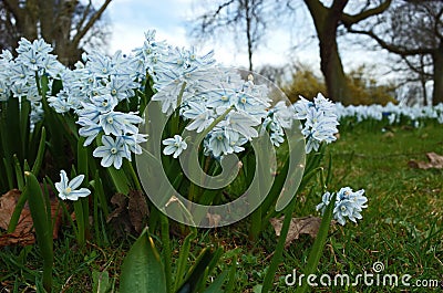 Fragile small spring flower Puschkinia Scilloides Stock Photo