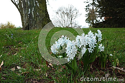 Fragile small spring flower Puschkinia Scilloides Stock Photo