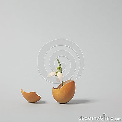 Fragile Snowdrop grows in a broken egg shell. A Spring Overture composition on pastel background Stock Photo