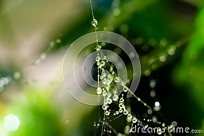 Fragile thin wet spider web with lots of shining tiny water droplets on it on blurred green color bokeh Stock Photo