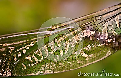 The fragile and transparent iridescent wings of a dragon fly, a bubble tube Stock Photo