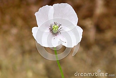 Fragile white flower close-up. Unsteady Bud with petals. Macro photo of a white flower on a thin stem Stock Photo