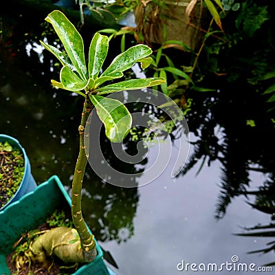 fragipani plants Stock Photo