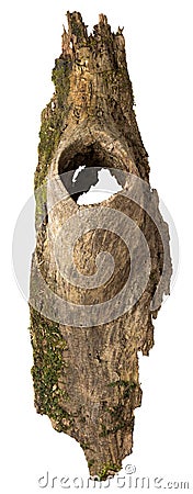 Fragment of bark with a hollow Stock Photo