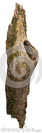 Fragment of bark with a hollow Stock Photo