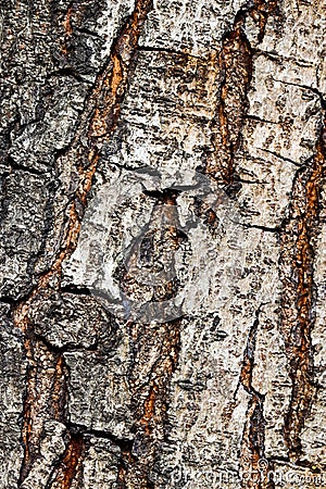 Fragment the bark of the old tree Stock Photo