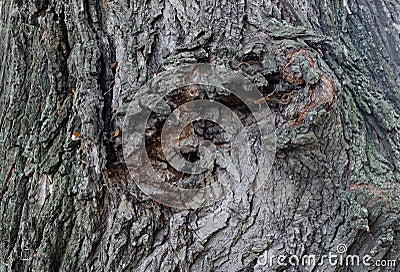 Fragment tree bark texture close up Stock Photo