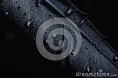 Fragment of bird`s feather with water drops. Stock Photo