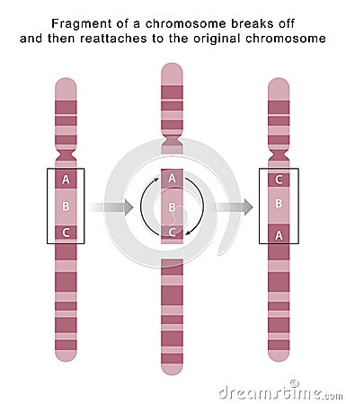 A fragment can be broken and rejoined in the reverse orientation, reversing the fragment within a chromosome Stock Photo