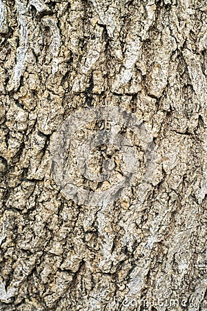 Fragment the cracked bark of the old tree Stock Photo