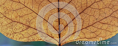 Fragment of dry leaf close up.Microcosm, macrocosm, space, universe.Nature. Stock Photo