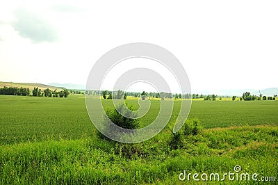 A fragment of the endless steppe with rare fluffy bushes Stock Photo