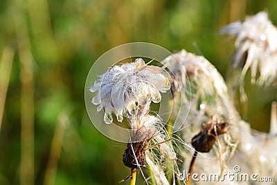 A faded plant with large dewdrops in autumn. Stock Photo