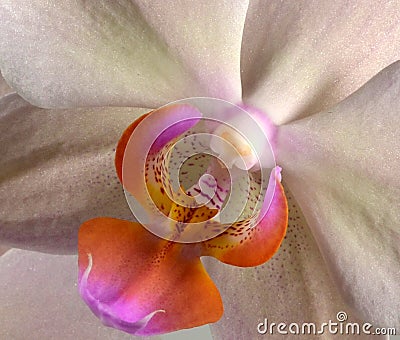 Fragment of flower of beautiful orchid Phalaenopsis Stock Photo