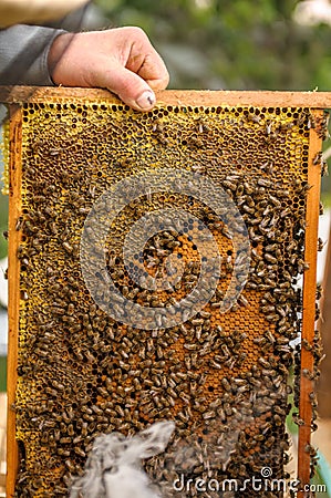 Fragment of the framework of beehives, a beekeeper, preparing honey. Stock Photo