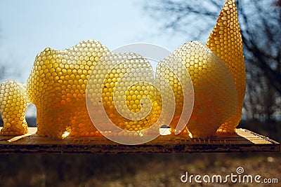 Fragment a golden honeycomb in sunlight. Horizontal outside shot. Stock Photo