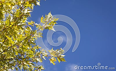 Fragment green foliage against a clear sky Stock Photo