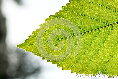 Fragment a green leaf, backlit. Stock Photo