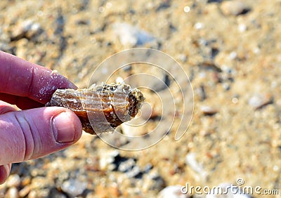 Fragment of a gypsum stone mineral in a man`s hand Stock Photo