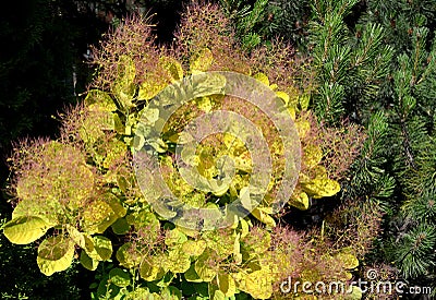 Fragment of krone of a wig-tree, grade Golden Spirit Cotinus coggygria Scop. Golden Spirit Stock Photo