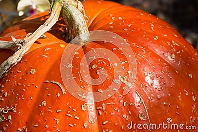 Fragment of large ripe pumpkin Stock Photo