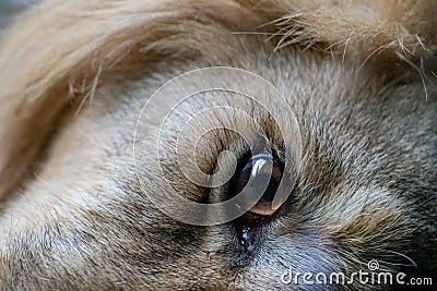 Fragment of a lion`s face. Stock Photo