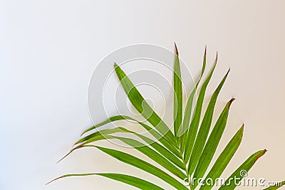 Fragment of Majesty Palm. Stock Photo