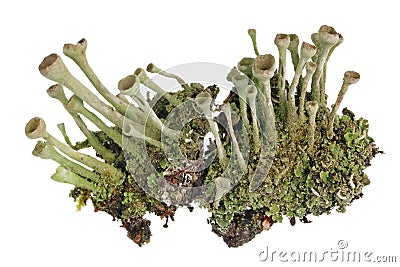 Fragment of natural european forest blue moss lichen plant. Isolated Stock Photo