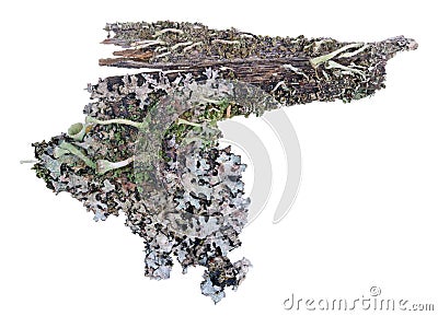 Fragment of natural european forest blue moss lichen plant on pine tree bark. Isolated Stock Photo