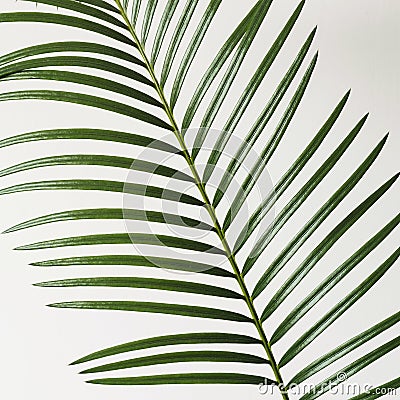 Fragment Palm branch on white background. Abstract background Stock Photo