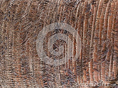 Fragment of palm trunk with beautiful brown bark. Close up photo Stock Photo