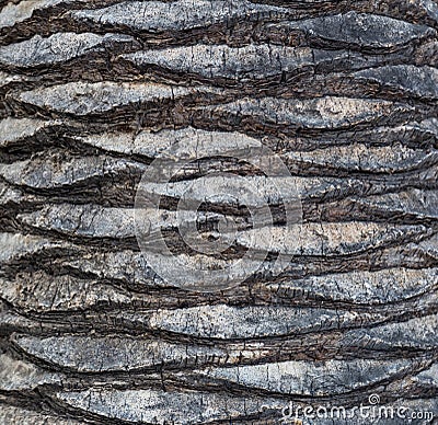 Fragment of palm trunk with beautiful gray and brown bark. Close up photo. Stock Photo