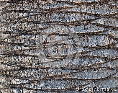 Fragment of palm trunk with beautiful gray and brown bark. Stock Photo