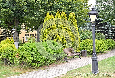 A fragment of a park with a planting of western thuja, variety Golden Smaragd Thuja occidentalis L Stock Photo