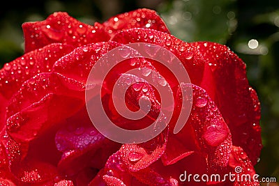 Fragment of red rose with water drops on petals after rain Stock Photo