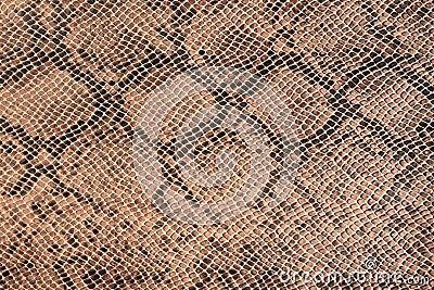 Fragment of a snake leather as a background or texture. Stock Photo