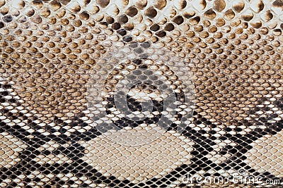 Fragment of of snake skin Stock Photo