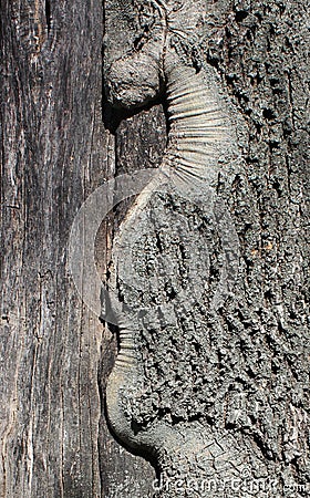 Fragment tree bark Stock Photo